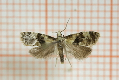 Myntepraktvikler (Phalonidia manniana)