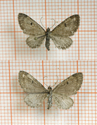 Humledvergmåler (Eupithecia assimilata)