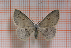 Bjørkeløvmåler (Cyclophora albipunctata)