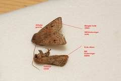 Punktseljefly (Orthosia gracilis)