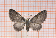 Grumset dvergmåler (Eupithecia subfuscata)