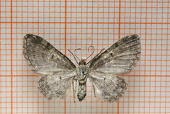 Grumset dvergmåler (Eupithecia subfuscata)