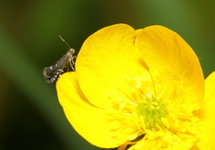 Glyphipterix simpliciella