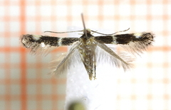 Elachista albifrontella