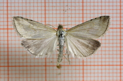 Blek engmott (Udea lutealis)