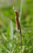 Okernebbmott (Agriphila tristella)