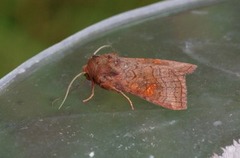 Myrstengelfly (Amphipoea lucens)