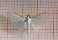 Hvit engmott (Palpita vitrealis)