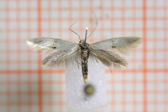 Elachista maculicerusella