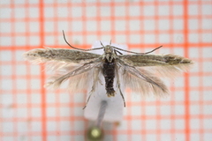 Coleophora versurella