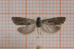 Månevikler (Eriopsela quadrana)