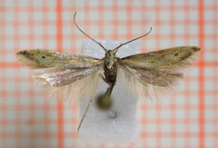 Metzneria metzneriella