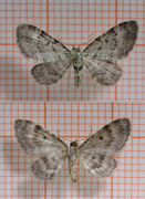 Blåbærblomstmåler (Pasiphila debiliata)