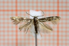 Mompha subbistrigella