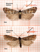 Grå furuskuddvikler (Rhyacionia duplana)