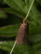 Grå rotvikler (Dichrorampha plumbana)