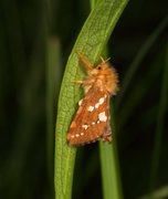 Dvergroteter (Phymatopus hecta)