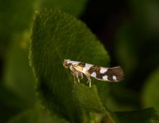 Argyresthia brockeella