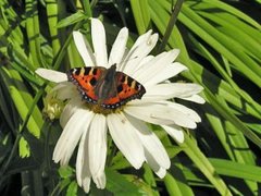 Neslesommerfugl (Aglais urticae)