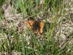 Fjellperlemorvinge (Boloria napaea)