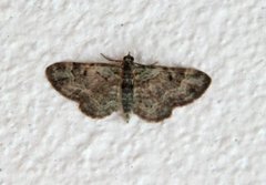 Epleblomstmåler (Pasiphila rectangulata)