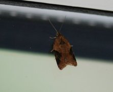 Jordbær-/buskflatvikler (Acleris comariana/laterana)