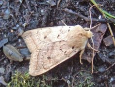 Rettlinjet høstfly (Agrochola macilenta)