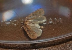 Agonopterix heracliana