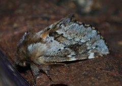 Båndet vårtannspinner (Odontosia sieversii)