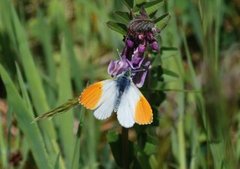 Aurorasommerfugl (Anthocharis cardamines)