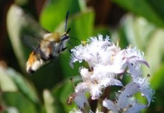 Smalkantet humlesvermer (Hemaris tityus)