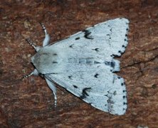 Hvitt kveldfly (Acronicta leporina)