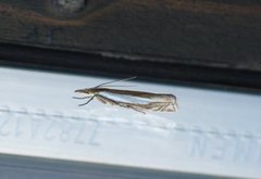 Beitenebbmott (Crambus pascuella)