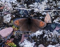 Fjellringvinge (Erebia pandrose)