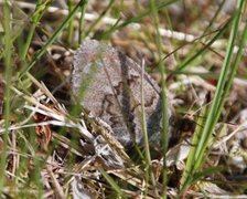 Fjellringvinge (Erebia pandrose)