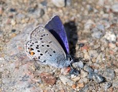 Myrblåvinge (Plebejus optilete)