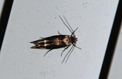 Mompha lacteella