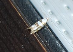 Argyresthia brockeella