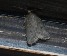 Grått pyramidefly (Amphipyra tragopoginis)