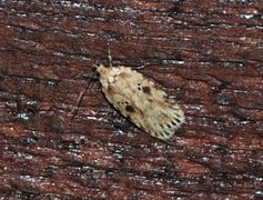 Agonopterix arenella