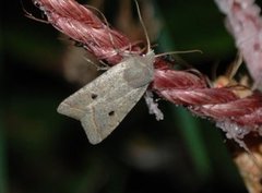 Brungrått høstfly (Agrochola lota)