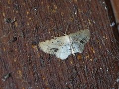 Flekkengmåler (Idaea dimidiata)