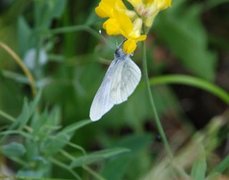 Liten kålsommerfugl (Pieris rapae)