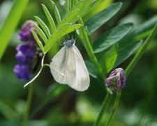 Skoghvitvinge (Leptidea sinapis)