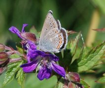 Brun blåvinge (Aricia eumedon)