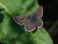 Brun blåvinge (Aricia eumedon)