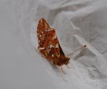 Myrperlemorvinge (Boloria aquilonaris)