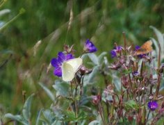 Myrgulvinge (Colias palaeno)