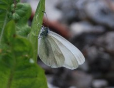 Skoghvitvinge (Leptidea sinapis)