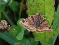 Brunt slåttefly (Euclidia glyphica)